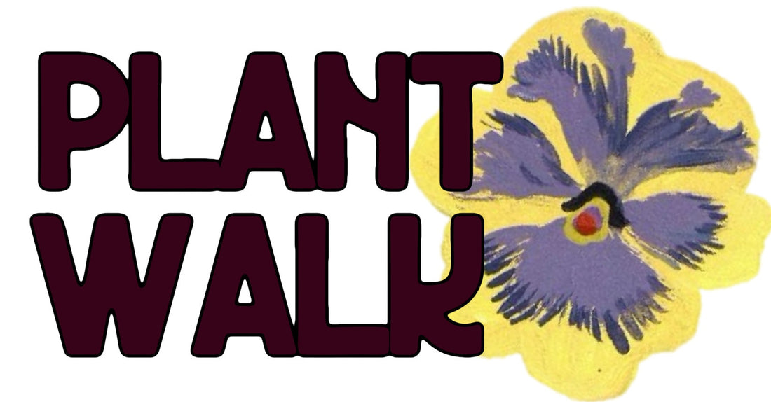 5/30 | PLANT WALK