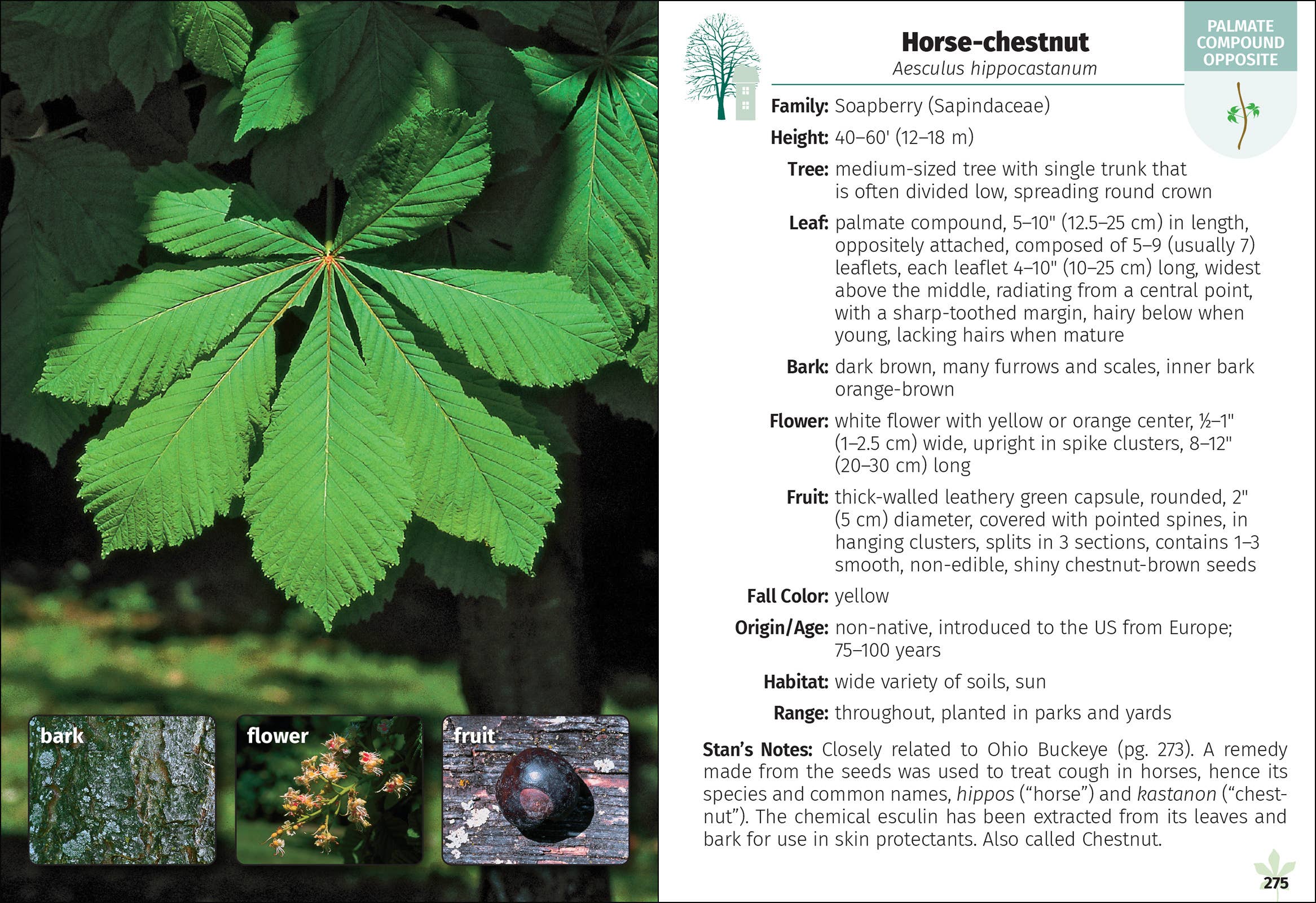 Trees of New England Field Guide