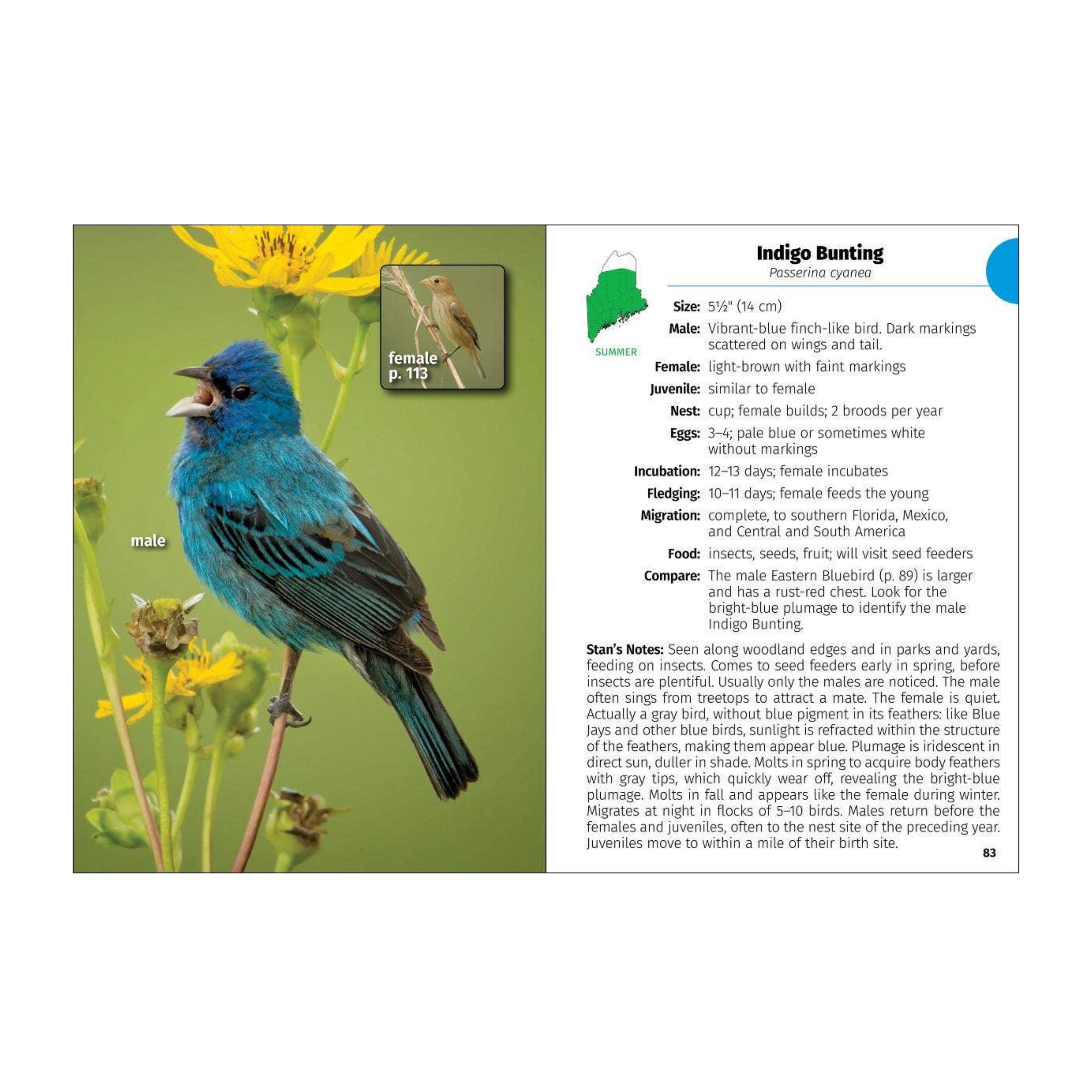 Birds of Maine Field Guide