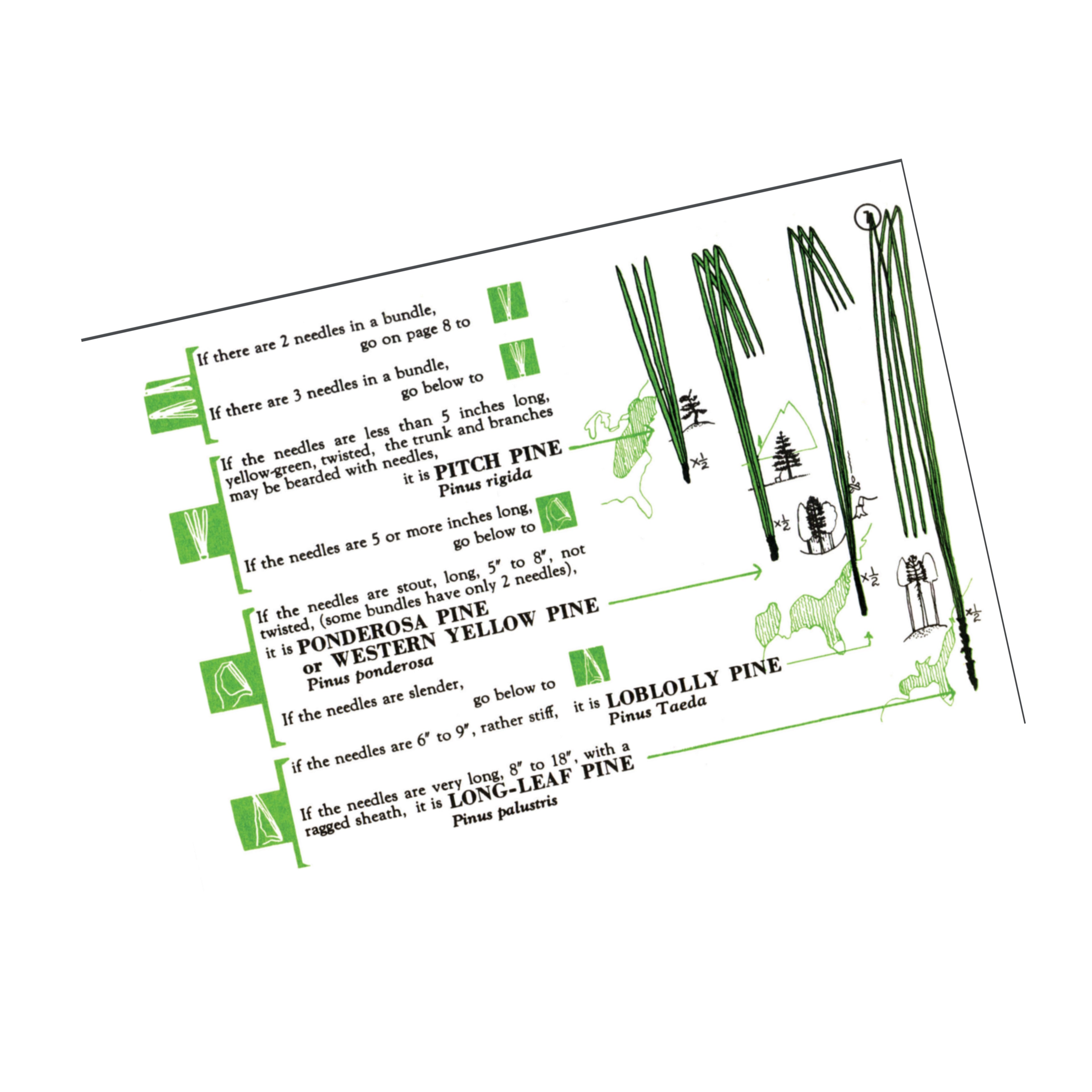 TREE FINDER by AdventureKEEN