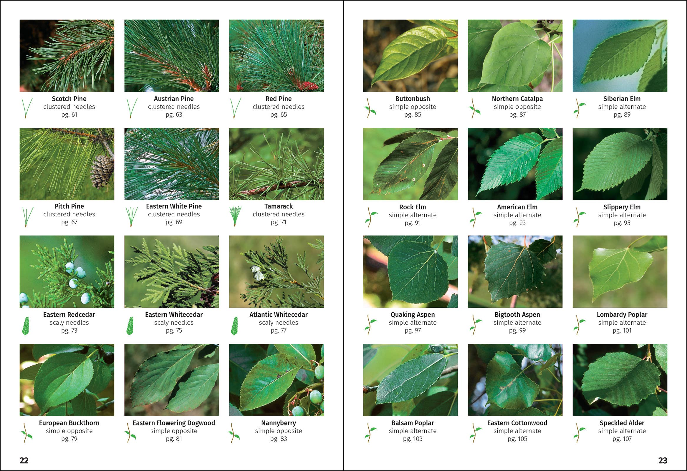 Trees of New England Field Guide