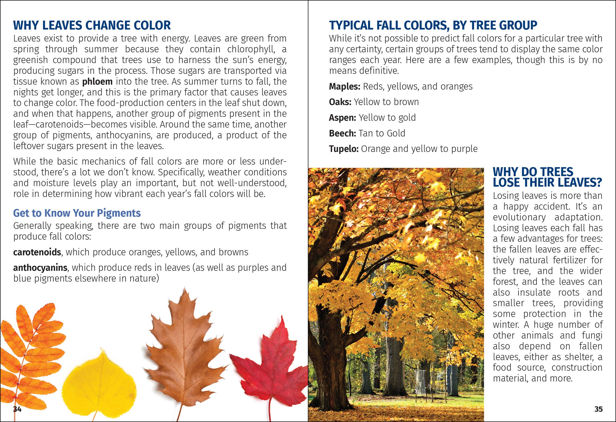 Trees of New England Field Guide