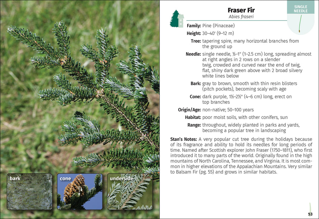 Trees of New England Field Guide