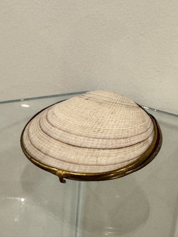 Seashell Box