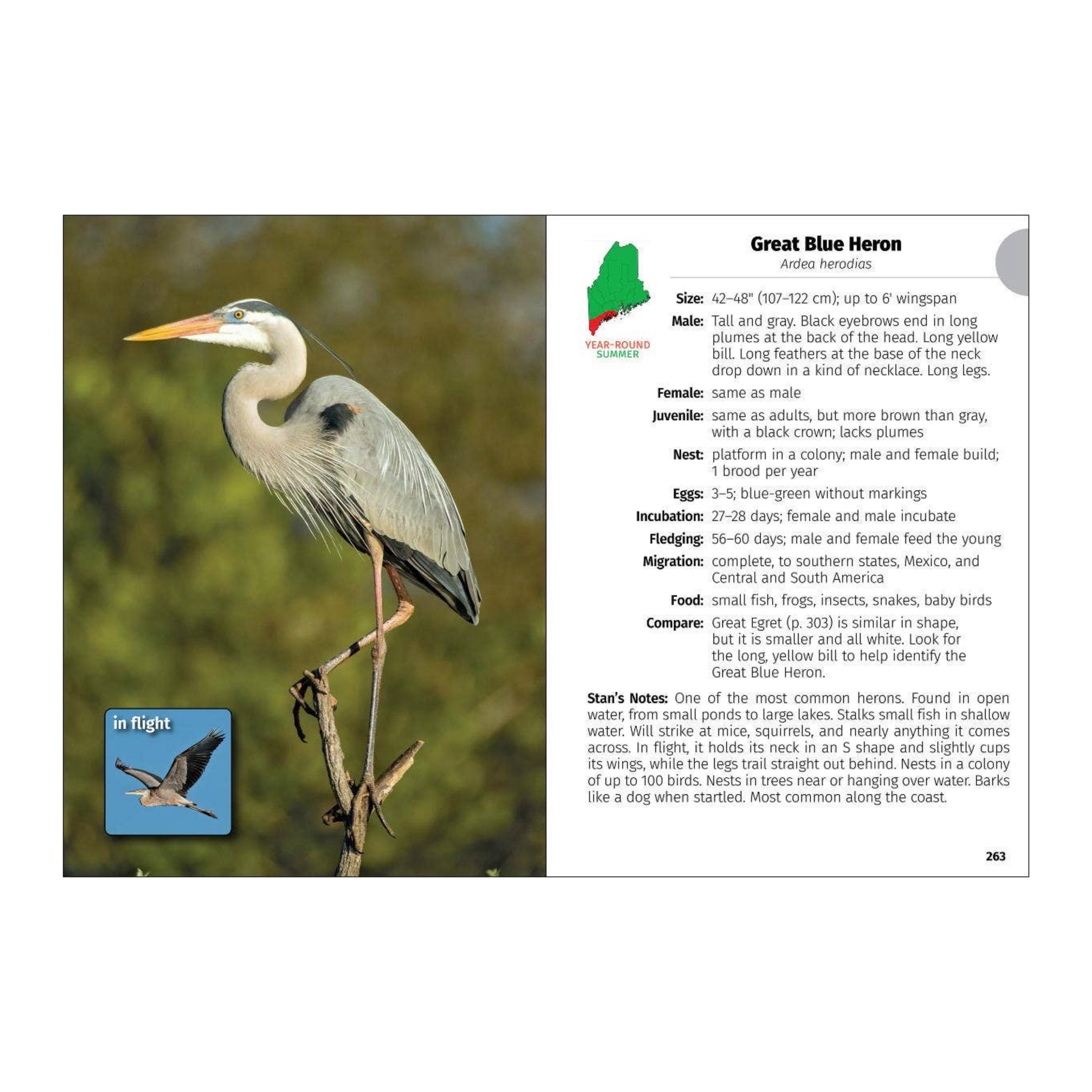 Birds of Maine Field Guide