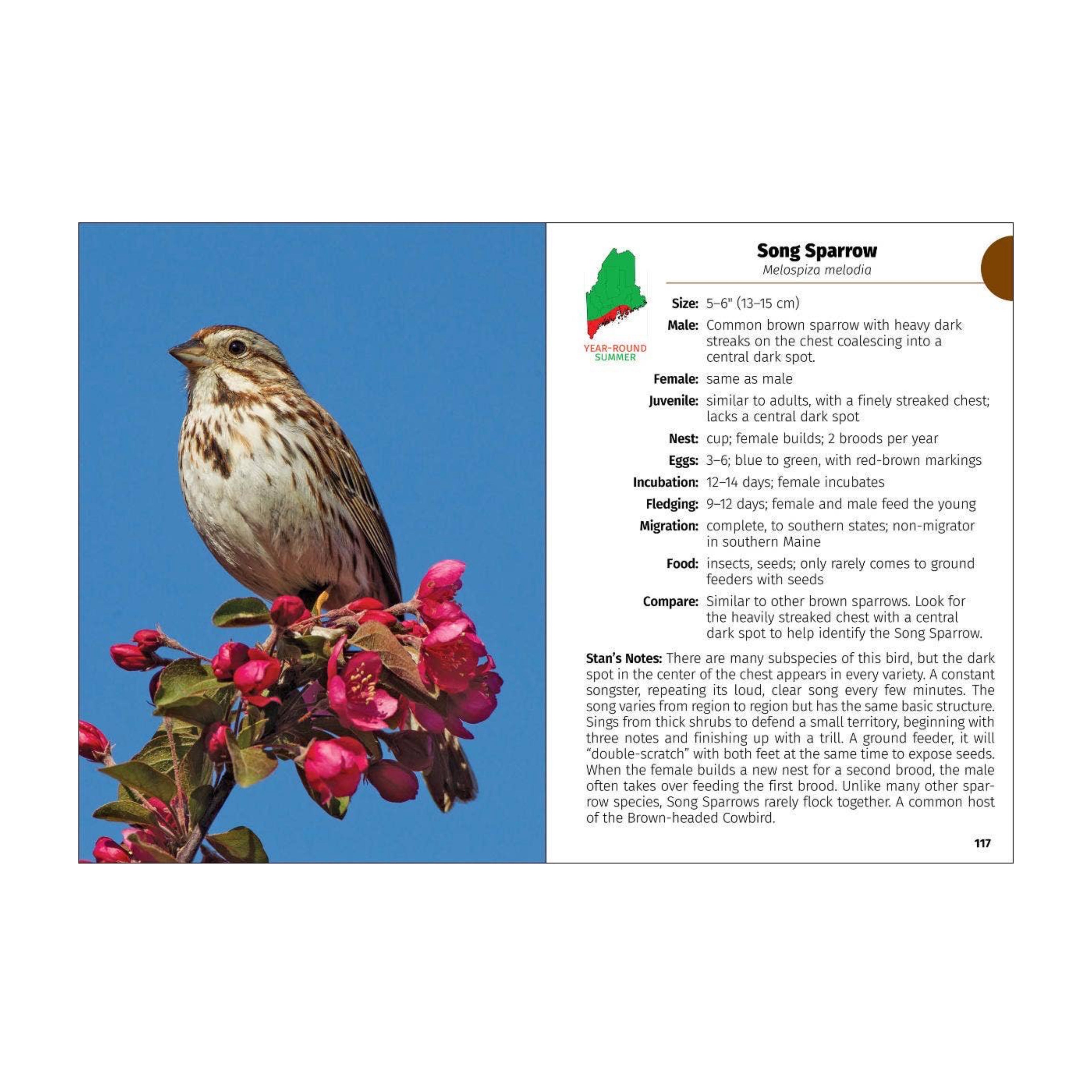 Birds of Maine Field Guide