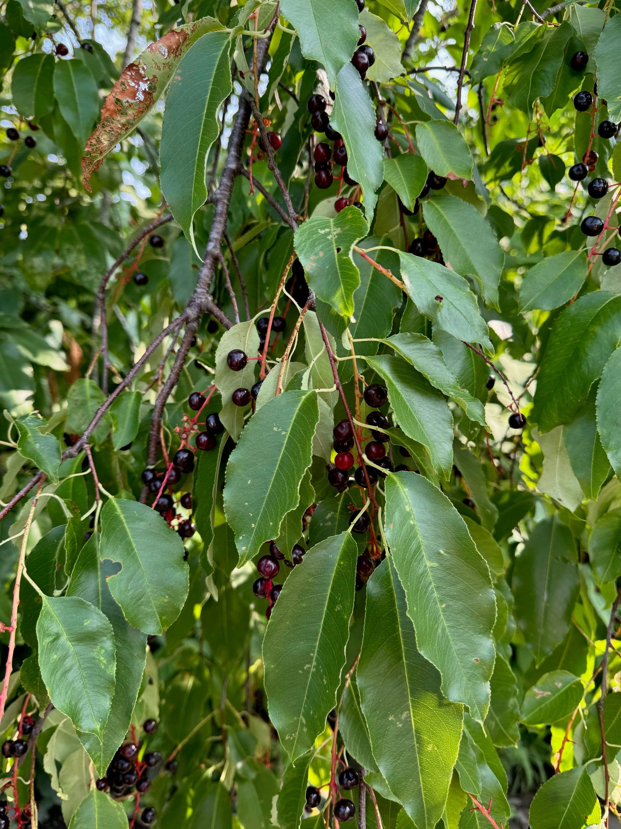 Plant Walk | EAT LIKE A BIRD with Rachel Alexandrou 7/1/25