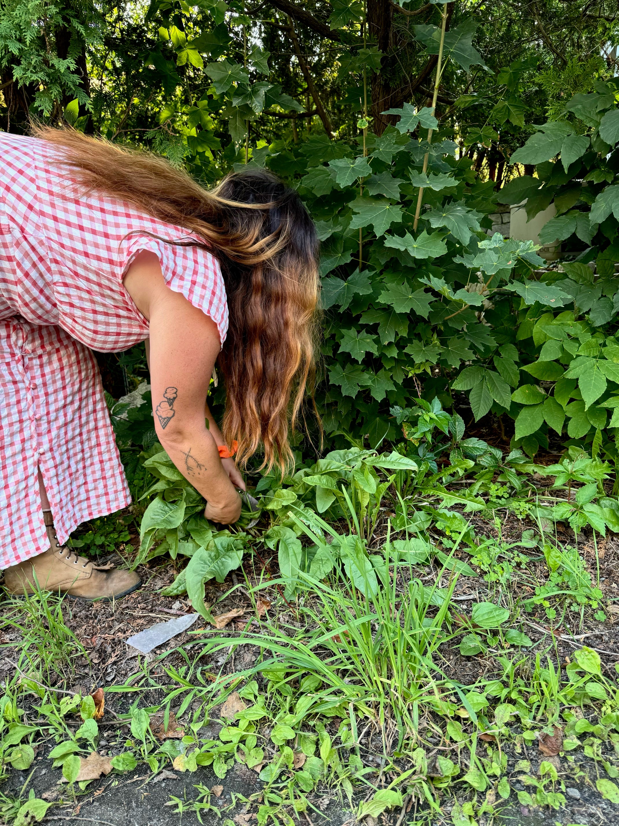 Plant Walk | EAT LIKE A BIRD with Rachel Alexandrou 7/1/25