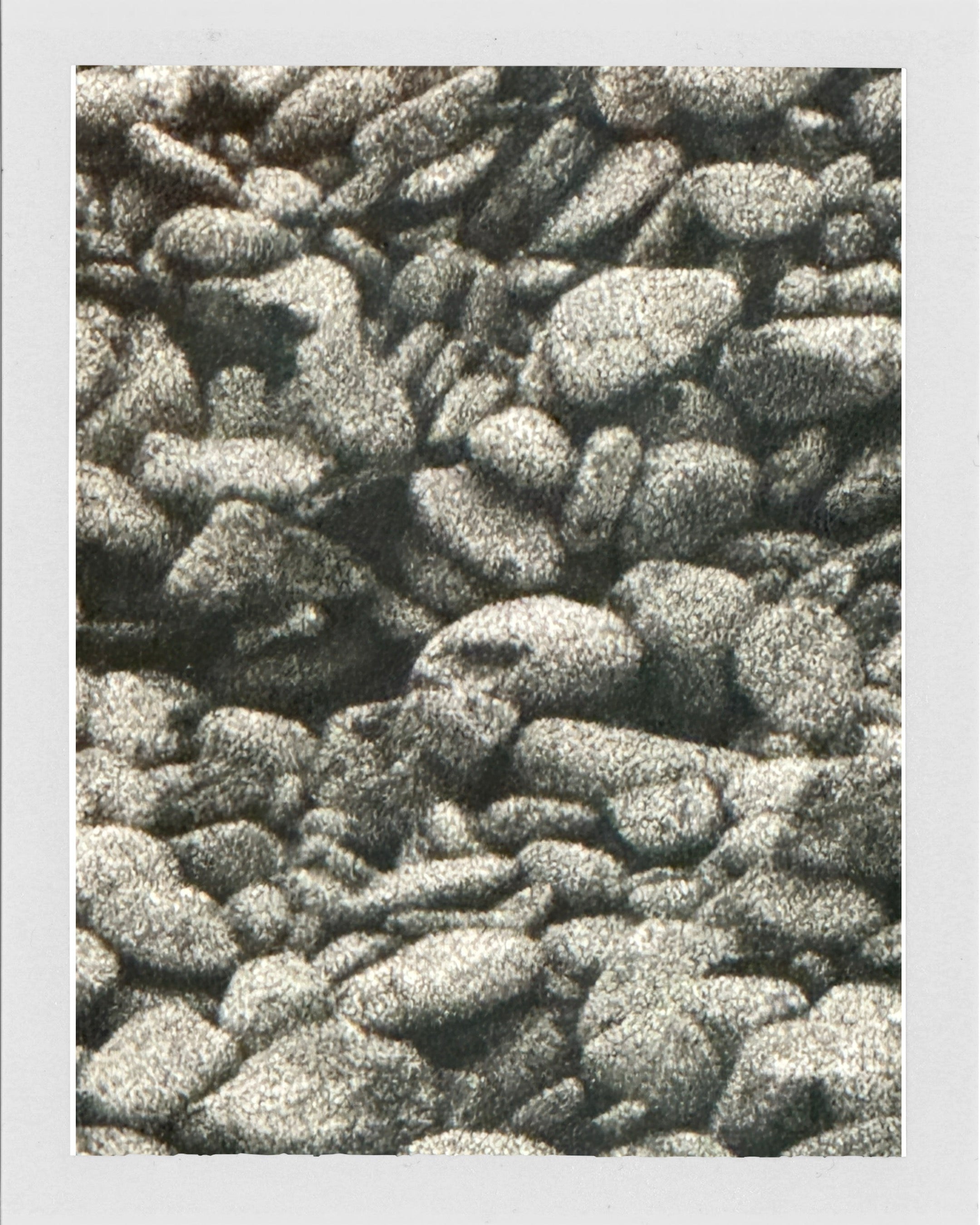 Dulse Cobble Dark Harbour, Grand Manan Island