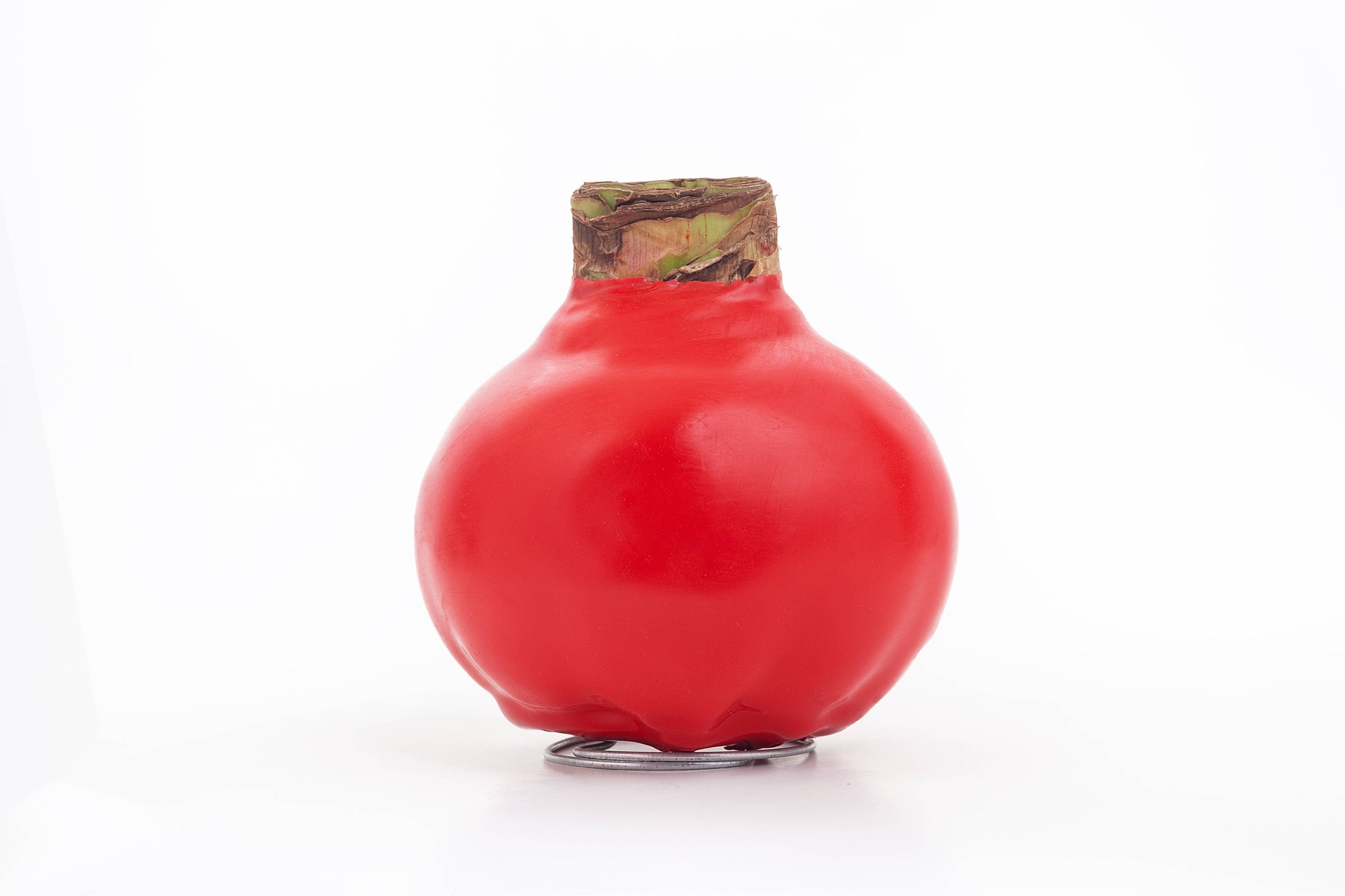 Red Waxed Amaryllis Bulb - Double Red Flower