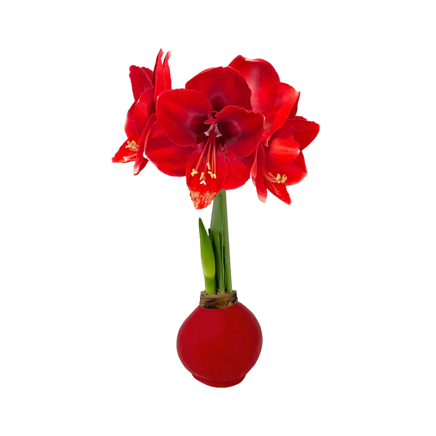 Red Waxed Amaryllis Bulb - Double Red Flower