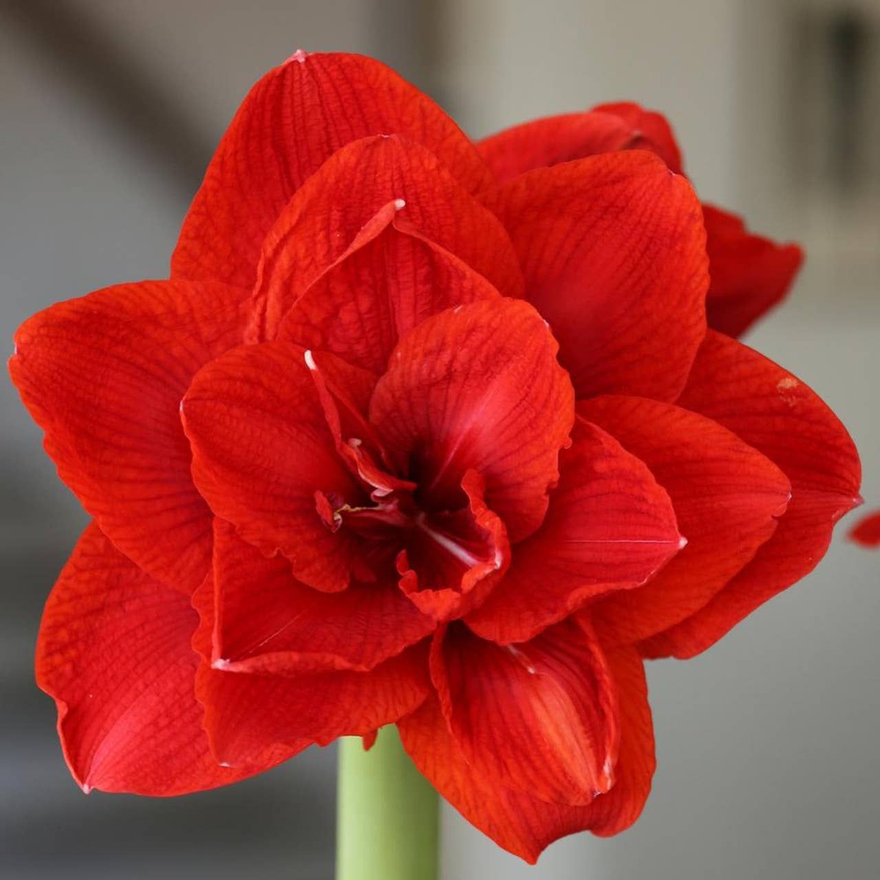 Red Waxed Amaryllis Bulb - Double Red Flower